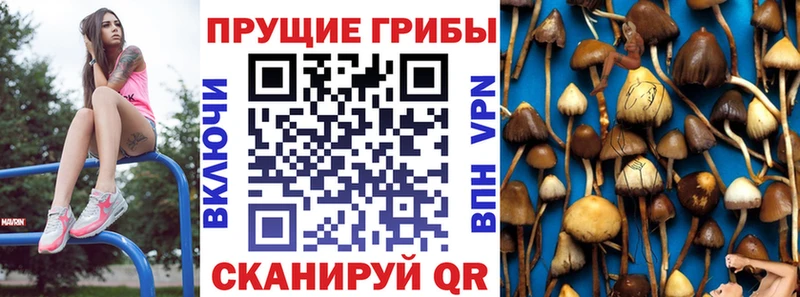 Галлюциногенные грибы MAGIC MUSHROOMS  купить наркотик  mega онион  Чита 